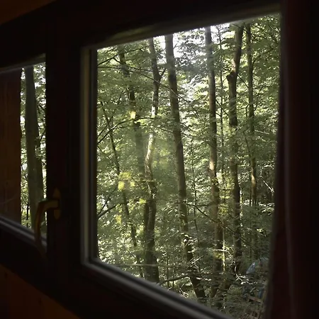 Treehouse * Velké Losiny